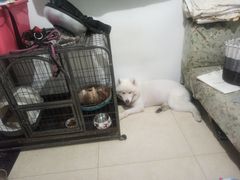 -安安宠医·臻爱宠物医院·宠保定点(营门口路分院)