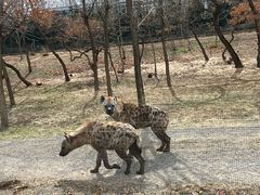 -秦皇岛野生动物园