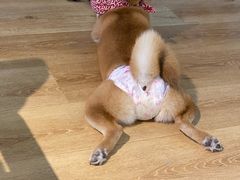 -柴犬小屋·柴餐厅·狗咖食堂(金鼎广场店)