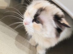 -藏猫猫咖啡主题馆(中央大道店)