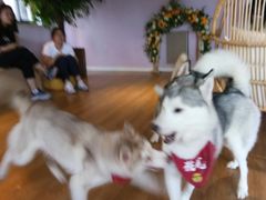 -Husky Go! 哈士奇体验馆·宠物咖啡厅狗咖