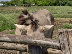 -姜胖胖无限自助烤肉(弹子石店)