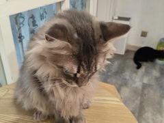 -楼上猫咖(罗湖店)