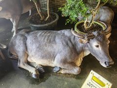 -周大娘牛乳(旧寨古村总店)