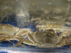 -阳澄湖大闸蟹·琼灵阁牌品牌连锁(吴中总店)