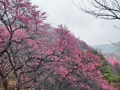 -新建村梅花