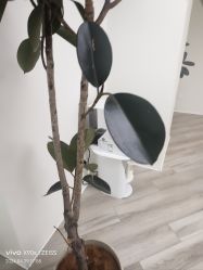-HEYAN荷妍专业脱毛连锁机构