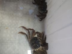 -阳澄湖大闸蟹·琼灵阁牌品牌连锁(吴中总店)