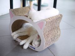 -有猫主题·治愈系猫咖(曾厝垵店)