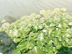-水岸居湖景农家乐·阳澄湖大闸蟹