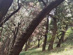 -七曲山风景区