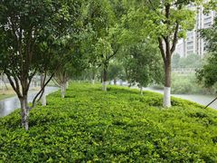 -皇粮浜湿地公园