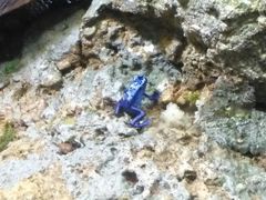 -新加坡海洋生态馆