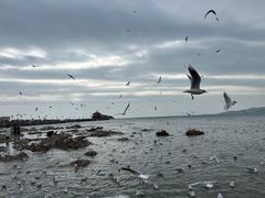 -栈桥景区