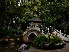 -金花茶公园