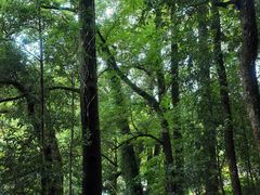 -石台牯牛降景区