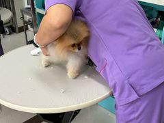 -北京观赏动物医院·24小时大型综合·猫专科·异宠专科