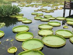 -荷塘月色湿地公园·向阳花洲