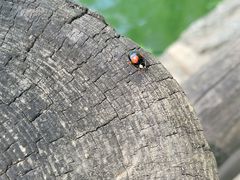 -九如山休闲旅游度假区