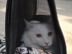 -小伙伴宠物医院•急重症转诊中心·老年专科·犬猫全科(北大街总院)