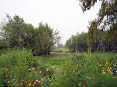 -桤木河湿地公园