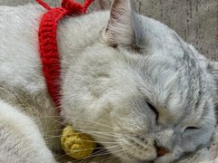 -藏猫猫咖啡主题馆(中央大道店)