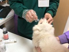 -瑞派康怡24h宠物医院·犬猫医疗中心·微创绝育(瑞景分院)