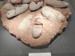 -大连自然博物馆