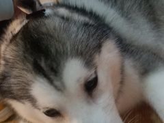 -Husky Go! 哈士奇体验馆·宠物咖啡厅狗咖