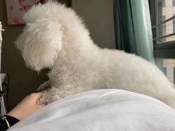 -哈颜科技轻美·