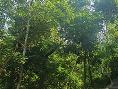 -火炉山森林公园