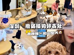 -有喵·猫咖·狗咖·30几只猫10只小狗(岗厦店)
