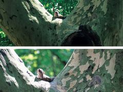 -上海共青森林公园