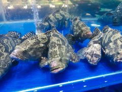 -船家渔(徐州北路店)