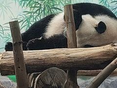 -秦皇岛野生动物园