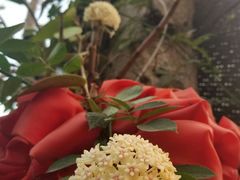 -火咂咂竹筒宴(告庄店)