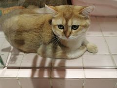 -FAELING PETS美天灵宠物(富力广场店)