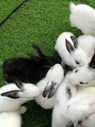 -萌宠亲子动物乐园(槐房万达店)