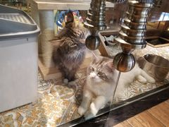 缅因猫-more than meow吴止猫主题餐厅(承德 中船汇店)
