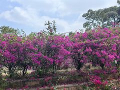 -东莞植物园
