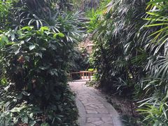 -银湖山郊野公园-相思林