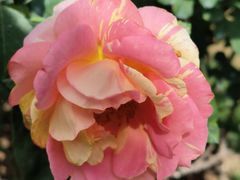 -人民公园(罗湖区)