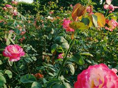 -人民公园(罗湖区)