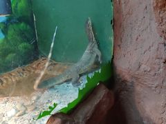 -上海大自然野生昆虫馆(东方明珠·爬宠昆虫探索中心)