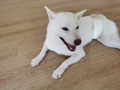 -南京Hallo宠物乐园·哈罗犬舍·柴犬繁育基地