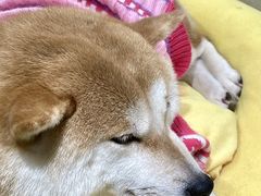 -逗柴咖啡屋·狗咖猫咖宠物桌游