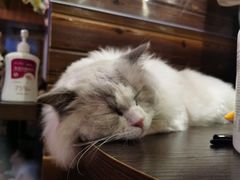 -蓝鲸·缅因猫舍