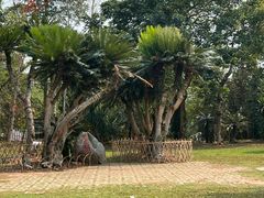 -中国科学院西双版纳热带植物园