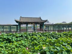 -莲花池公园