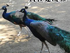 -杭州野生动物世界